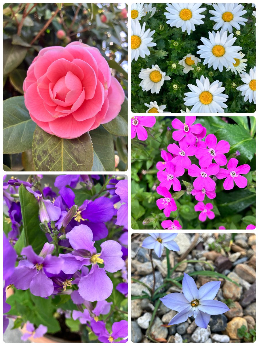 ちゃ〜くる🌱ゆるく生きる tweet media