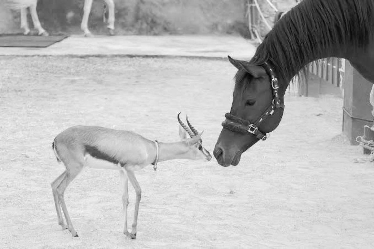 ‏ ‏‏ ❀ ᴺᴬᴰᴬ ❀ tweet media