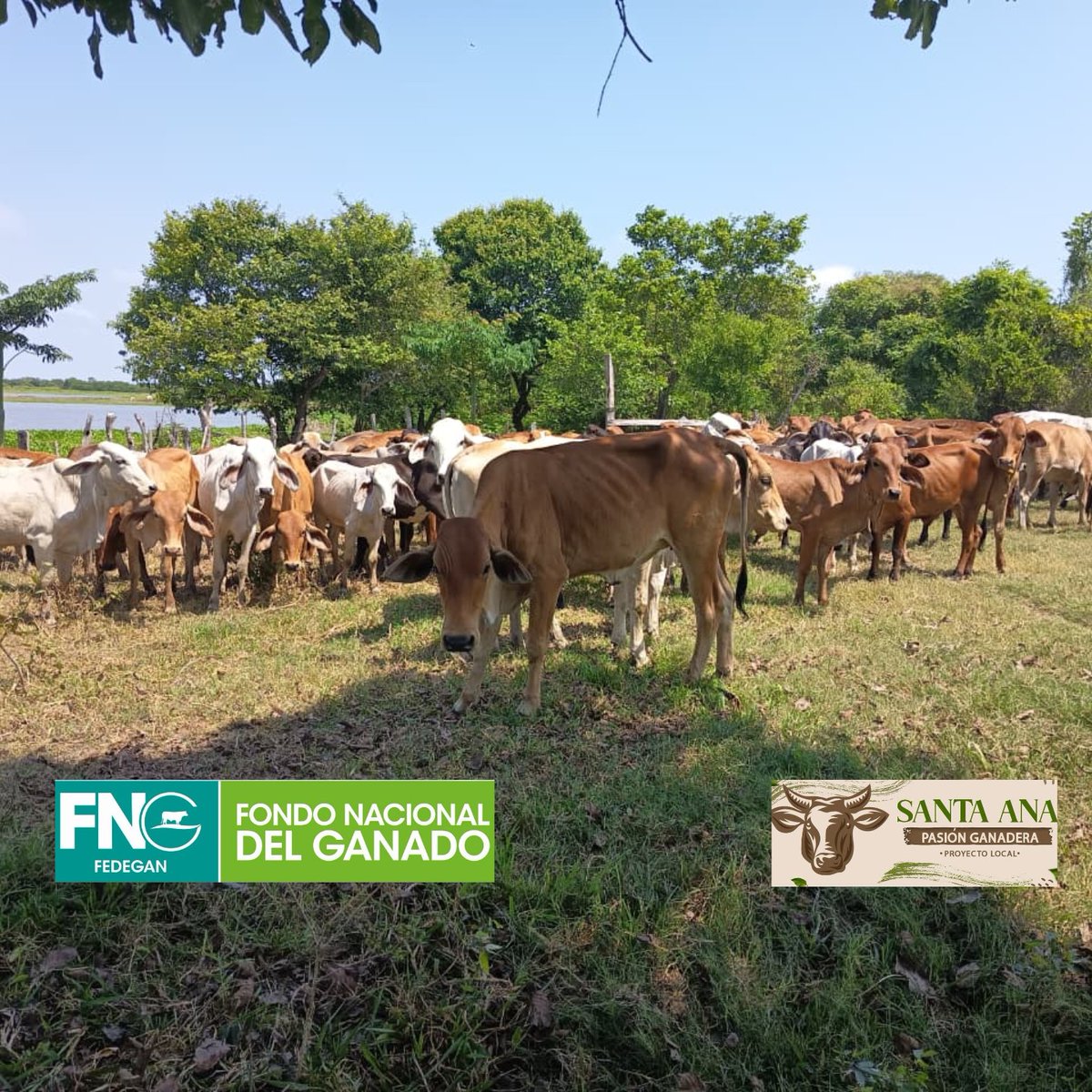 PL SANTA ANA-FEDEGAN-FNG tweet media