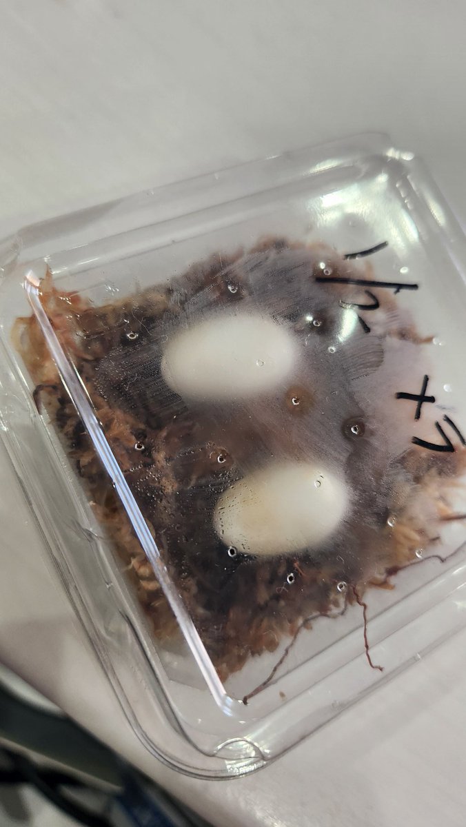 スダコンガ tweet media