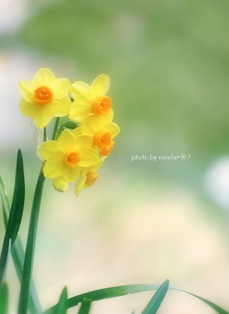 もんた❀𓂂𓏲 tweet media