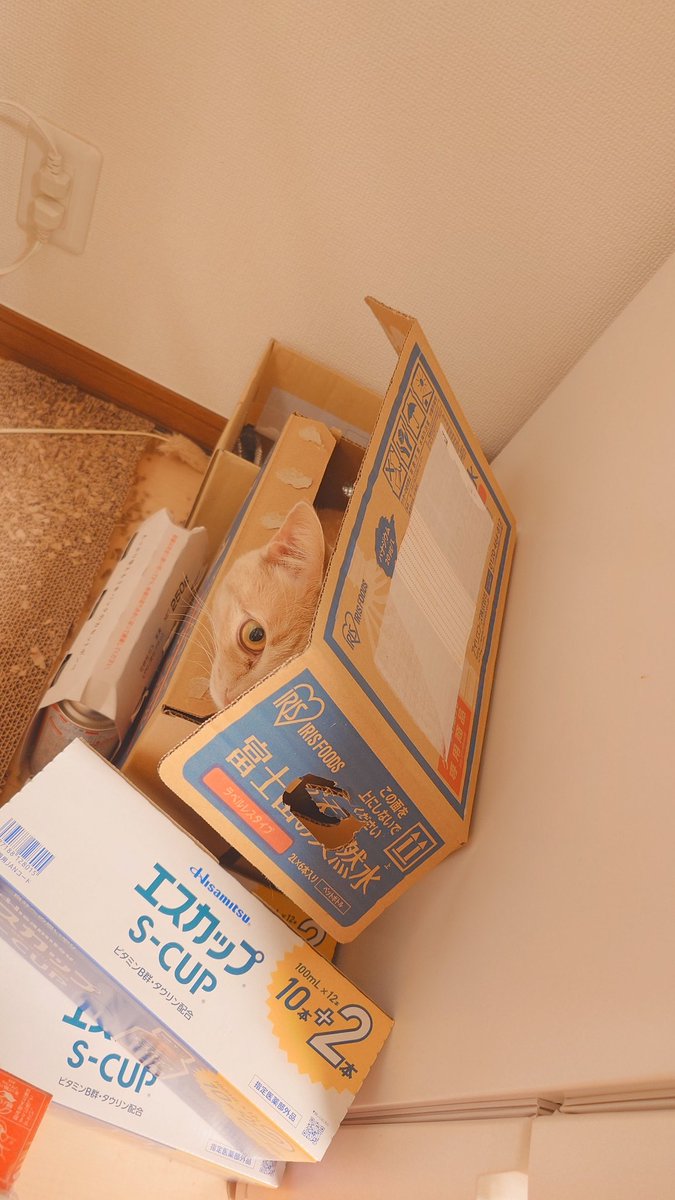 加賀ﾏﾈｼﾞｬ tweet media