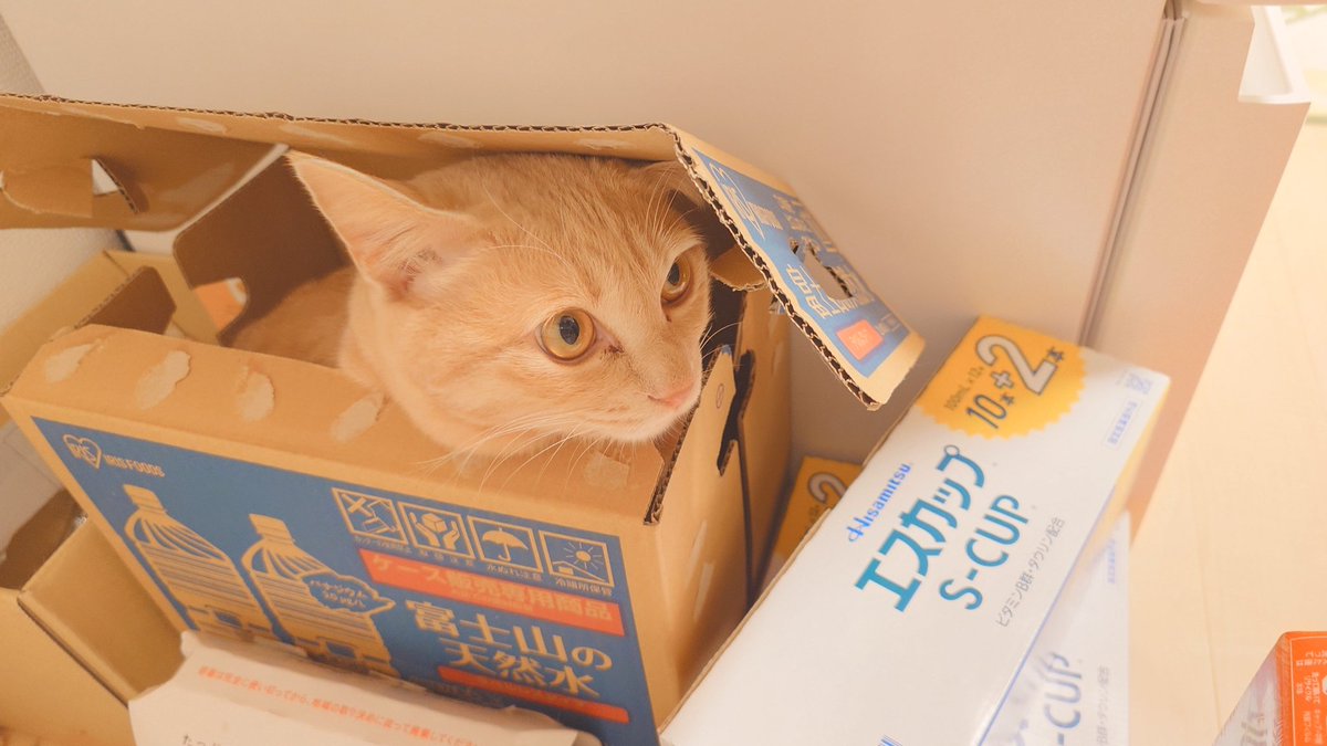 加賀ﾏﾈｼﾞｬ tweet media