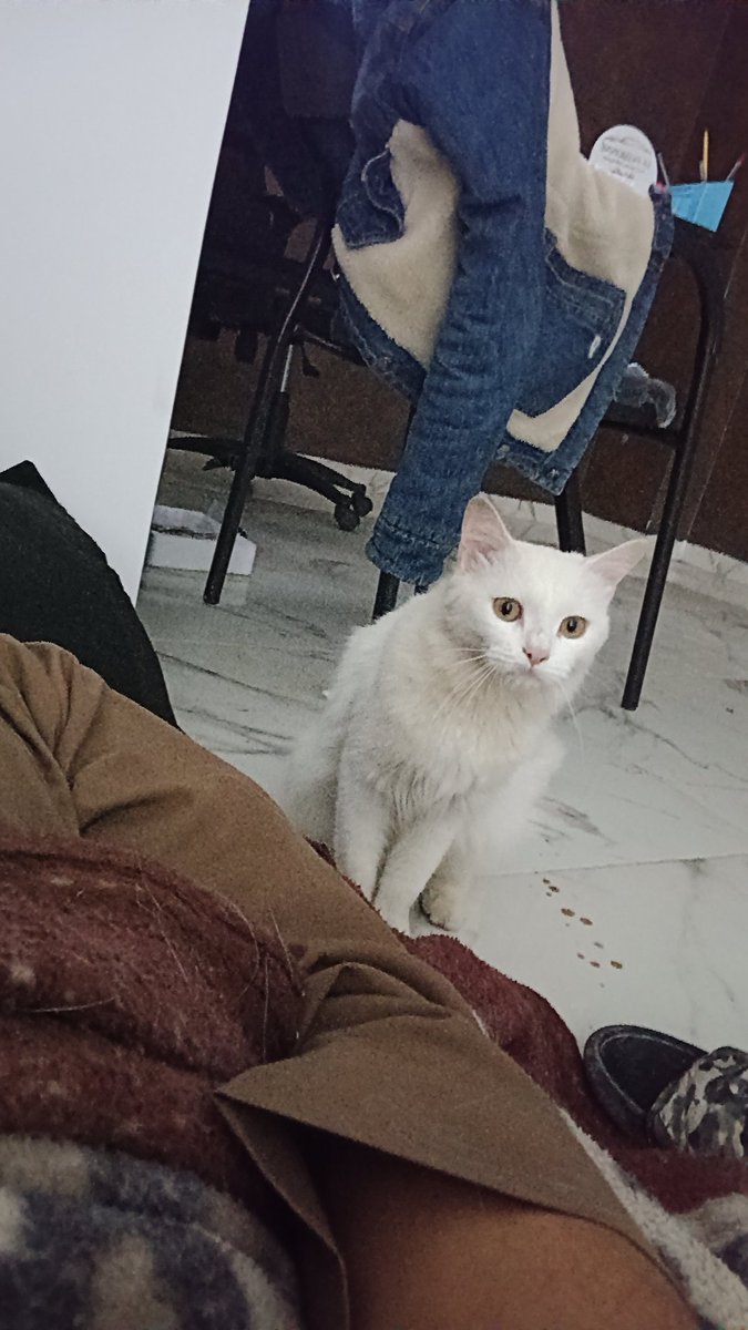 حكيم tweet media