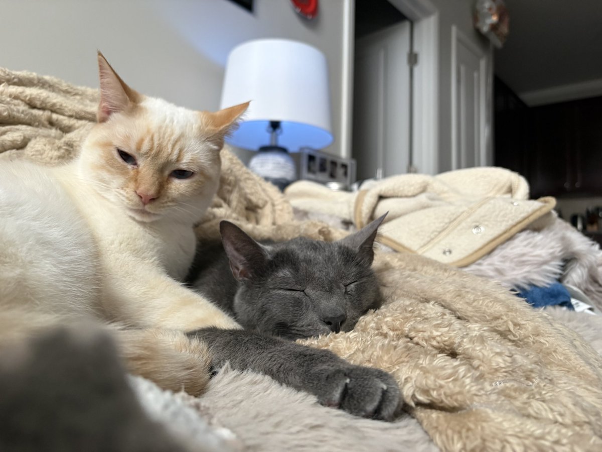 phil and rufus (party hat and party favor) tweet media