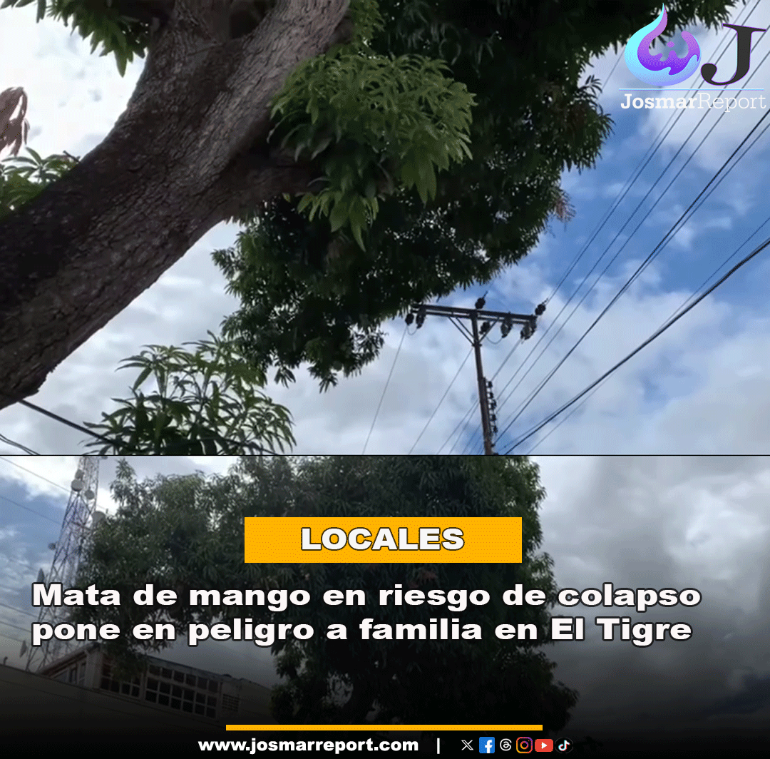 josmarreport's tweet photo. El Tigre - Peligro en El Tigre: mata de mango amenaza con caer sobre vivienda

Familia de 9 personas (7 niños) denuncia riesgo inminente en la 5ta calle Norte. Las ramas ya afectan la casa y rozan el tendido eléctrico. https://t.co/ci169GB8Za