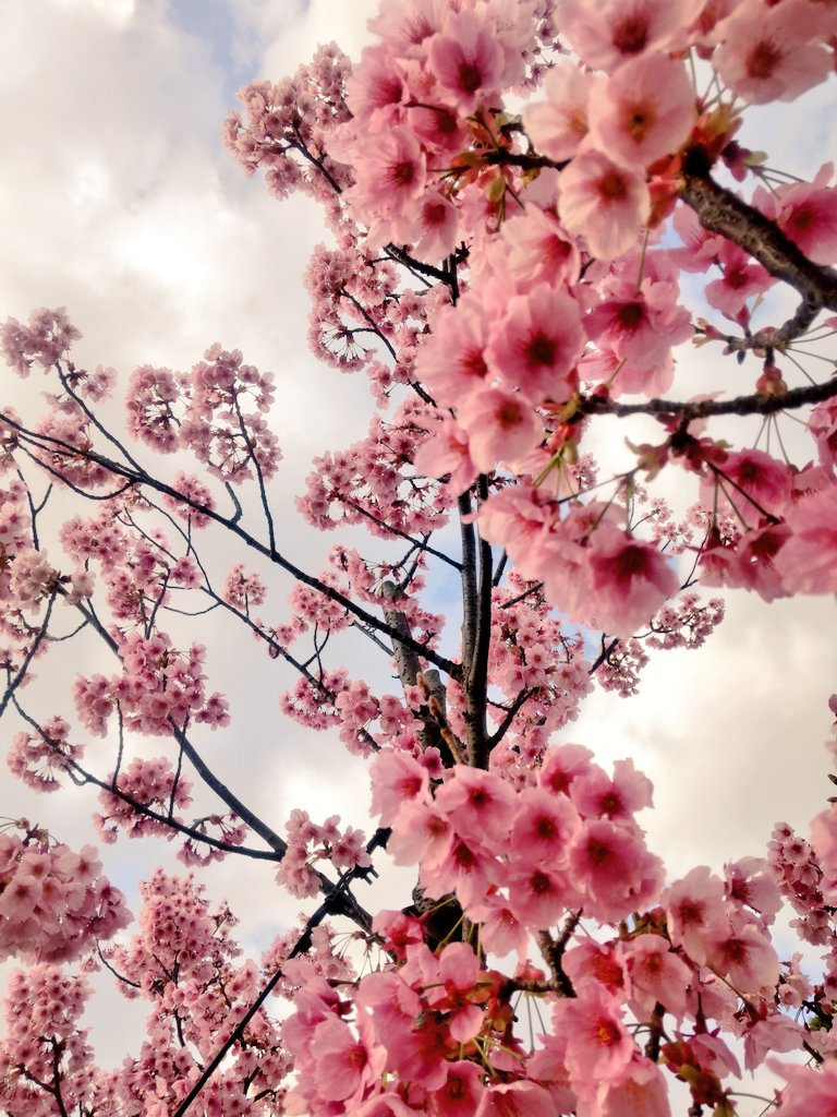 想太、 tweet media