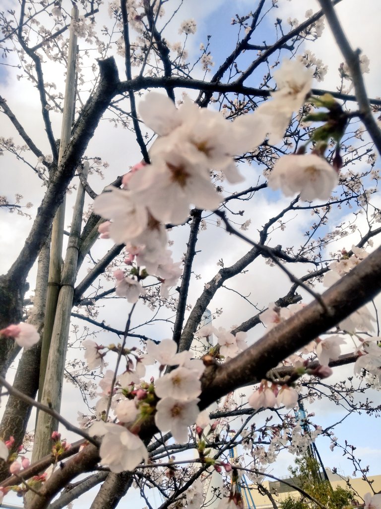 想太、 tweet media