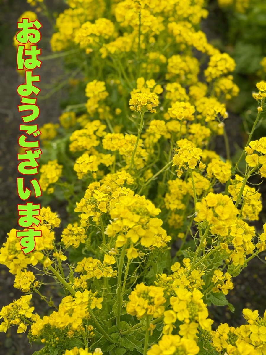 さんぺい tweet media