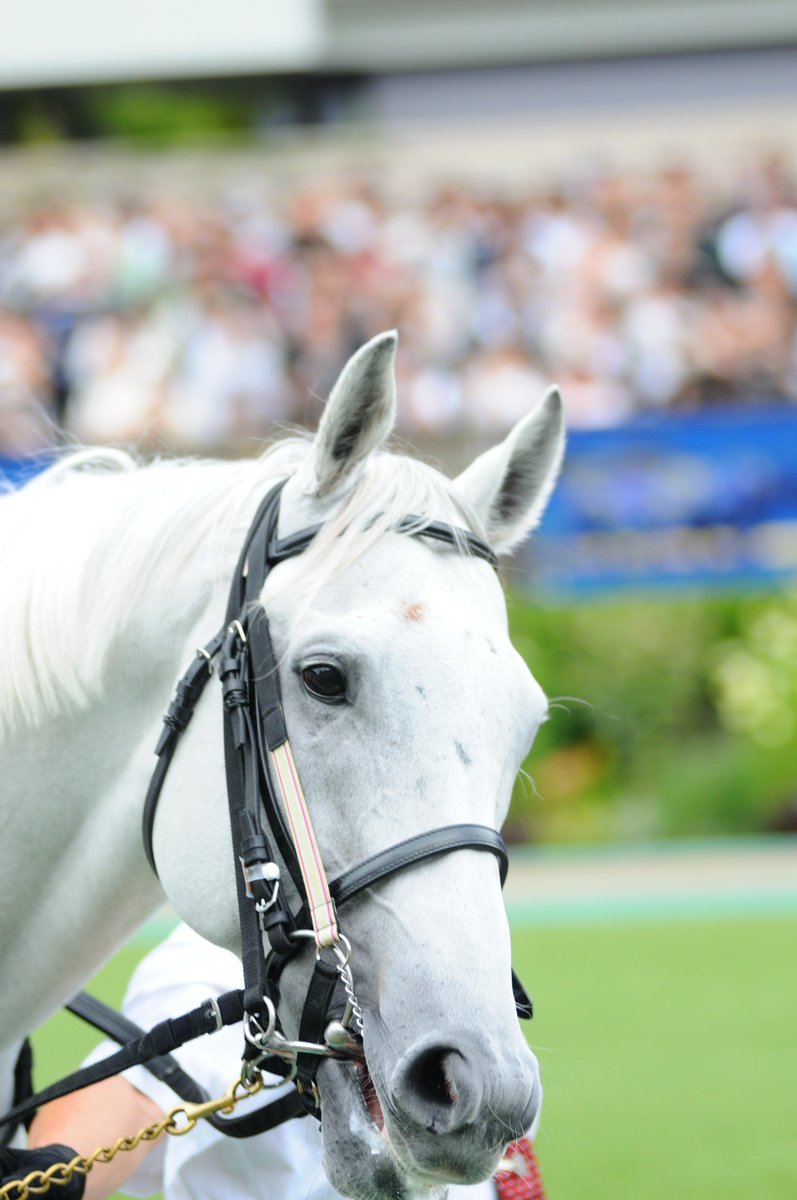 the-allow【放牧】 想定→中山GJ tweet media