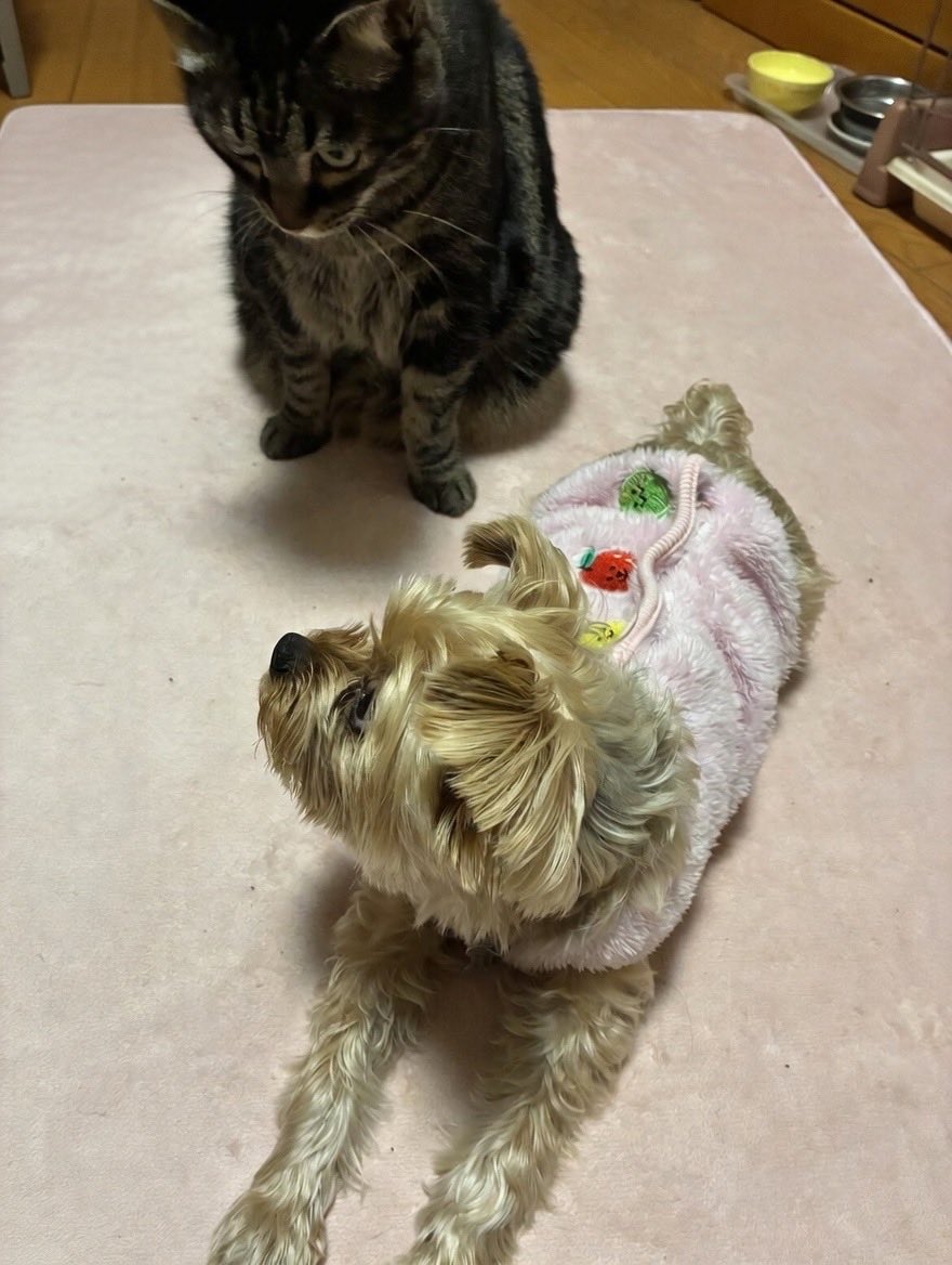 コツコツちゃん🔰見習い🪼 tweet media