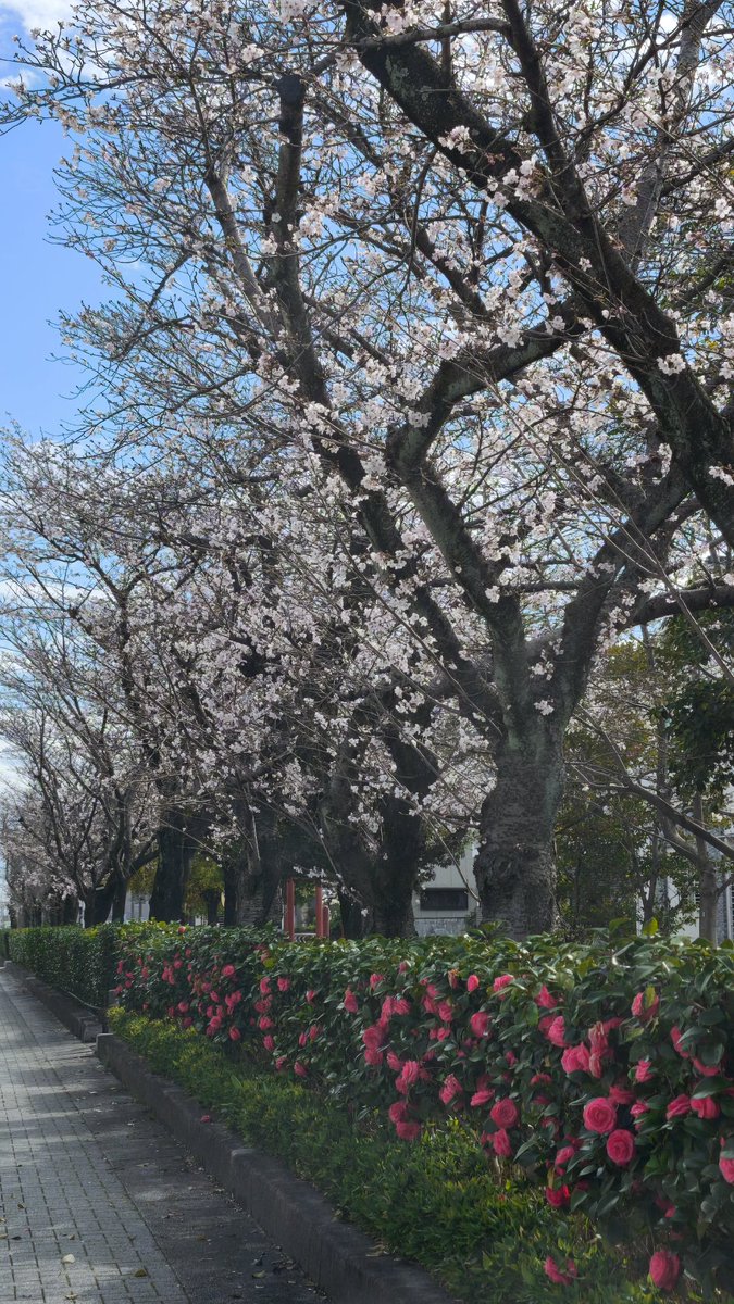 リョウ＠刃無鋒 tweet media