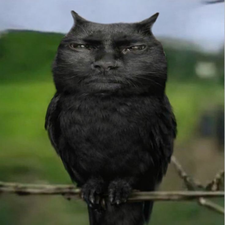 impronunciável. tweet media