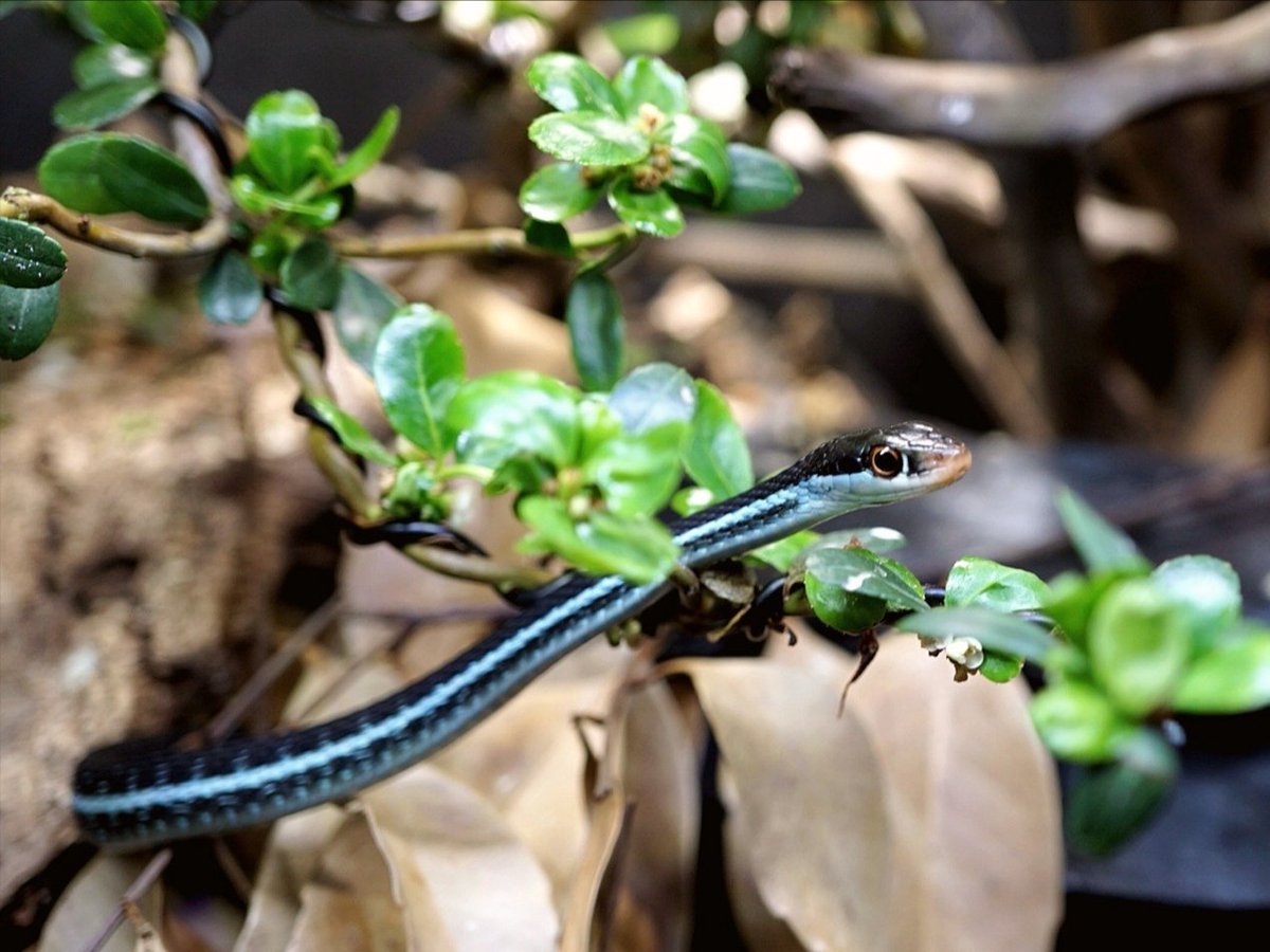 ブルーゲッコーラボ tweet media