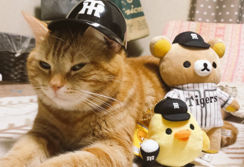 ふりぃ！！ tweet media