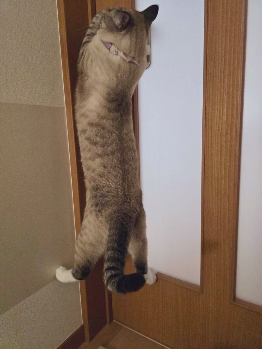 サワノアキラ tweet media