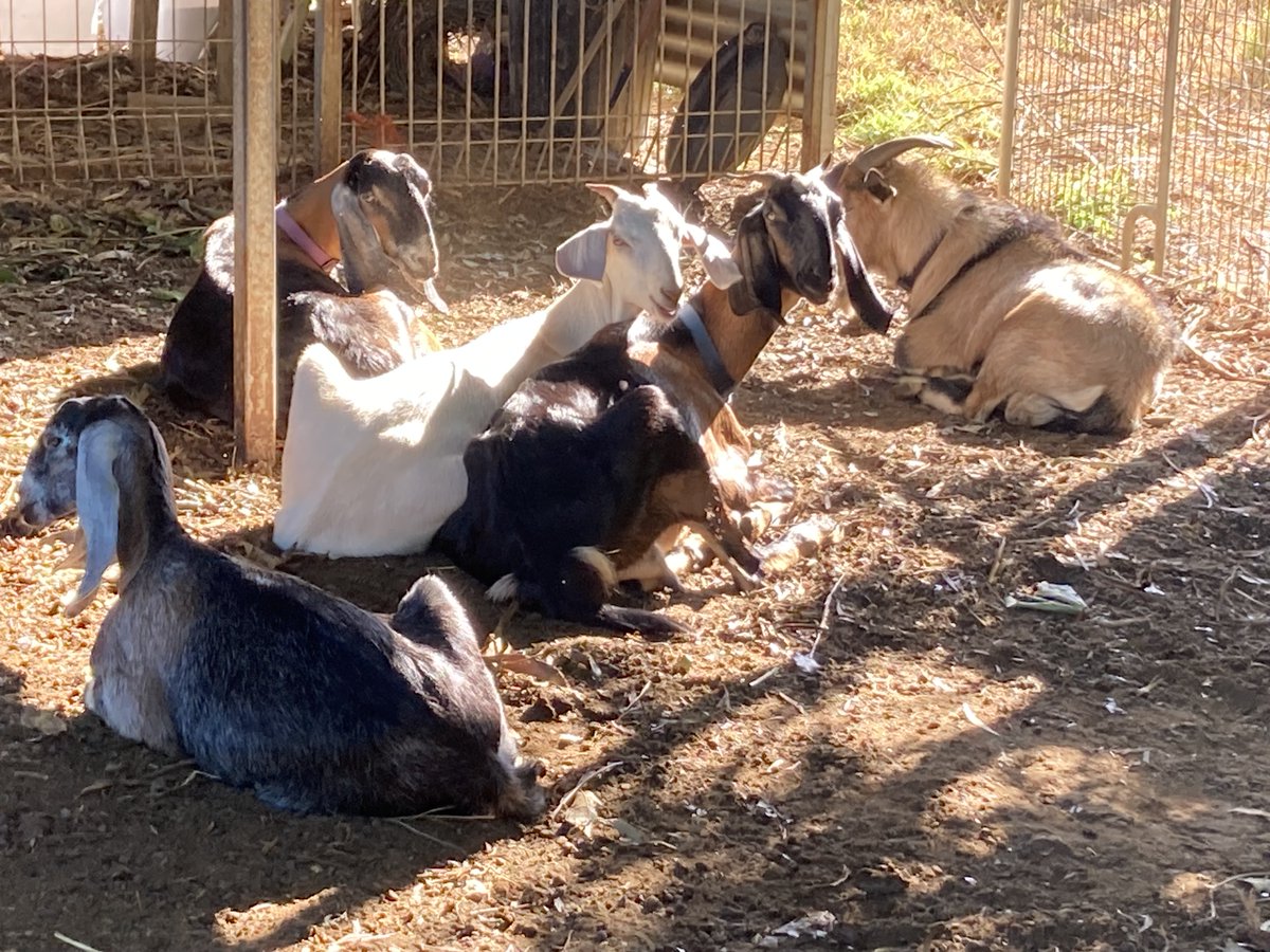 You must thoroughly chew yesterday's dinner in the gentle morning sun before beginning on breakfast.