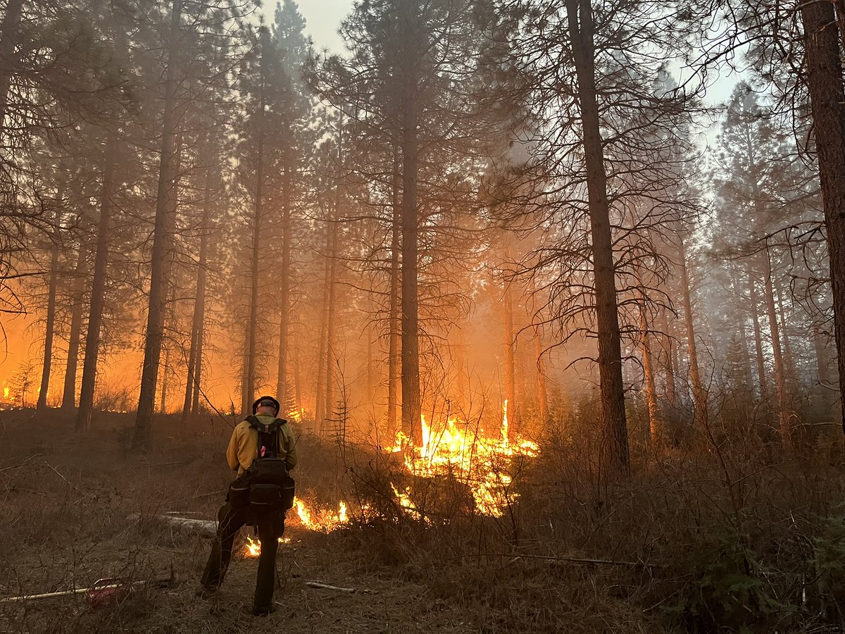 Pacific Forest Trust tweet media