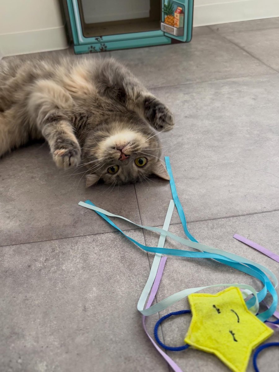 おはようございます🐈🐈‍⬛

朝から全力でゴロンして
遊ぶ気満々の猫さん（笑）

今日も1日がんばりましょう🐾

#猫
#猫のいる暮らし
#猫好きさんと繋がりたい
#ねこ
#cat