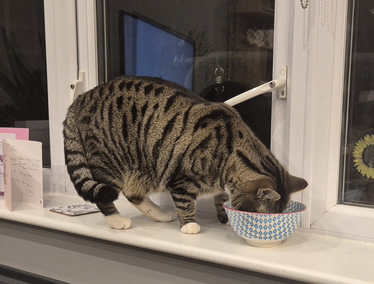 Percy & Poddles, & 🌈 Angel Winston tweet media