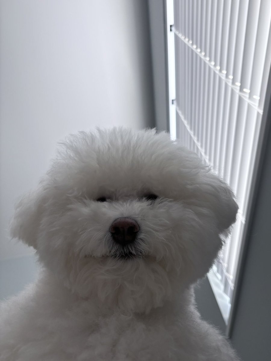 ビション-プン tweet media