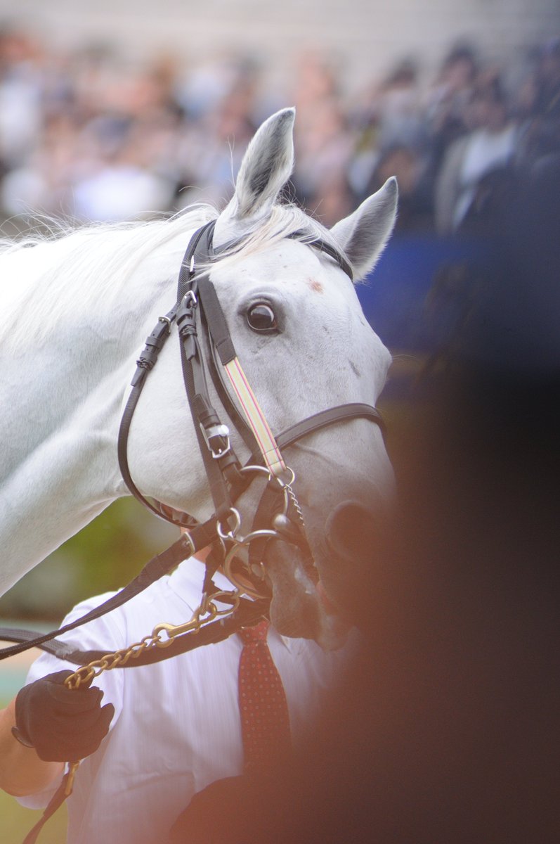 the-allow【放牧】 想定→中山GJ tweet media