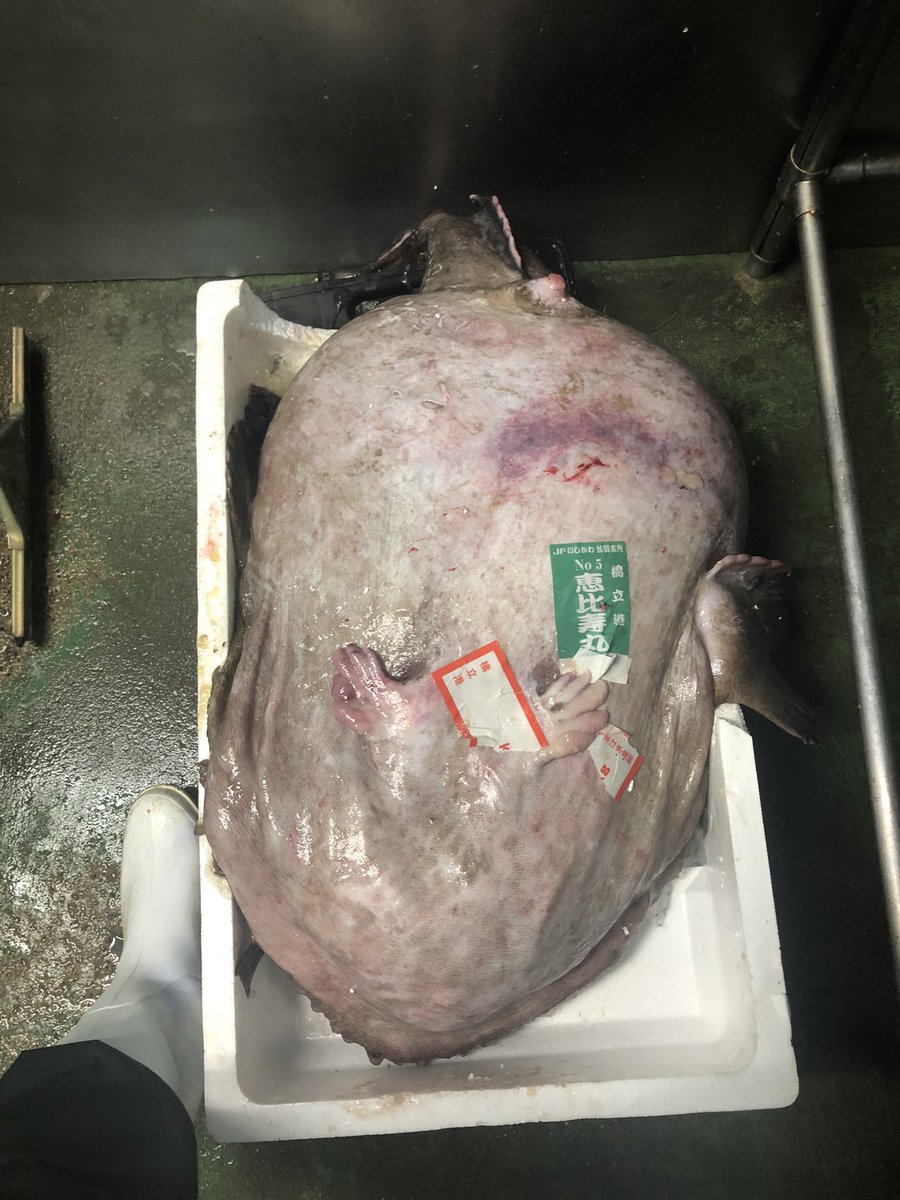 kf3510's tweet photo. 魚屋人生初の巨大アンコウ
左に見える脚は私の27㎝のの長靴を履いた足 https://t.co/jPew8o8o7O