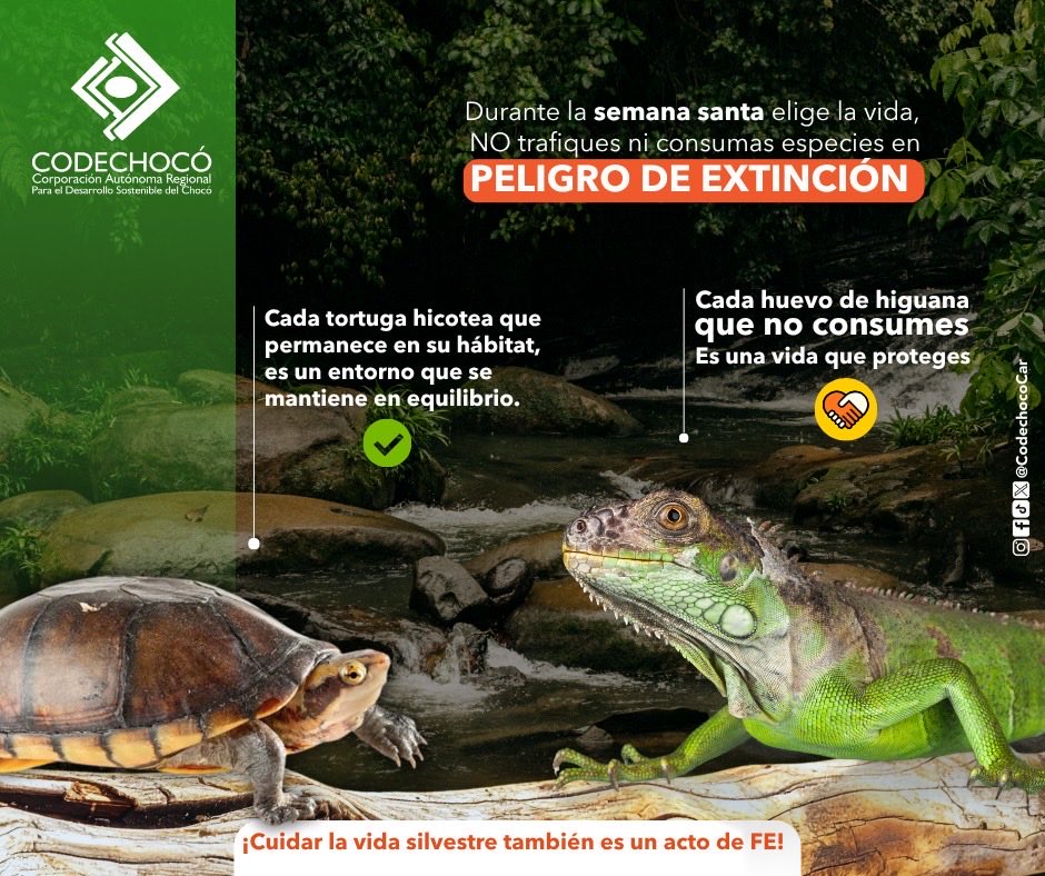 CODECHOCÓ tweet media