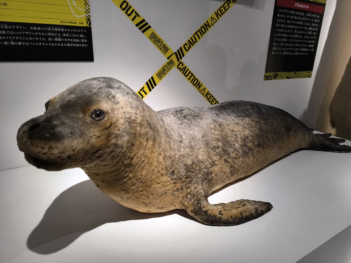 ドクターM（マル・レレラ）@公式トリバサダー tweet media