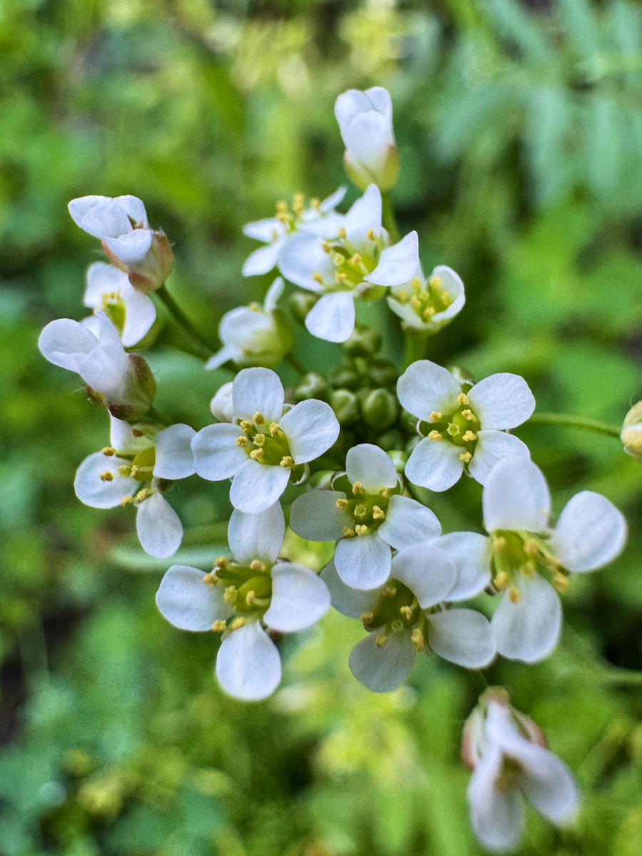 ミカン tweet media