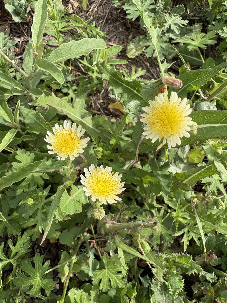 𓆨🐇␥⌖Alchemy/Mei Mei⌖␥🐇𓆨 (semi active, sorry) tweet media