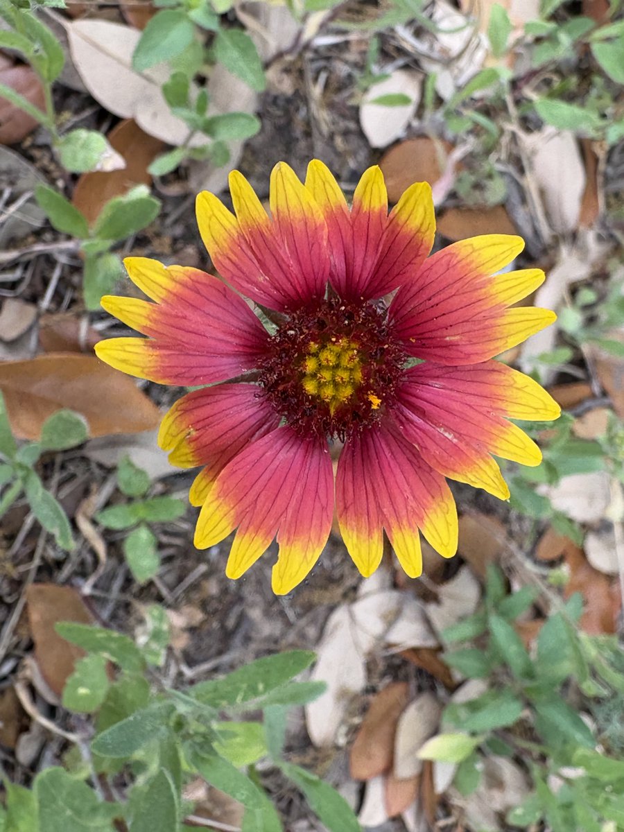 𓆨🐇␥⌖Alchemy/Mei Mei⌖␥🐇𓆨 (semi active, sorry) tweet media