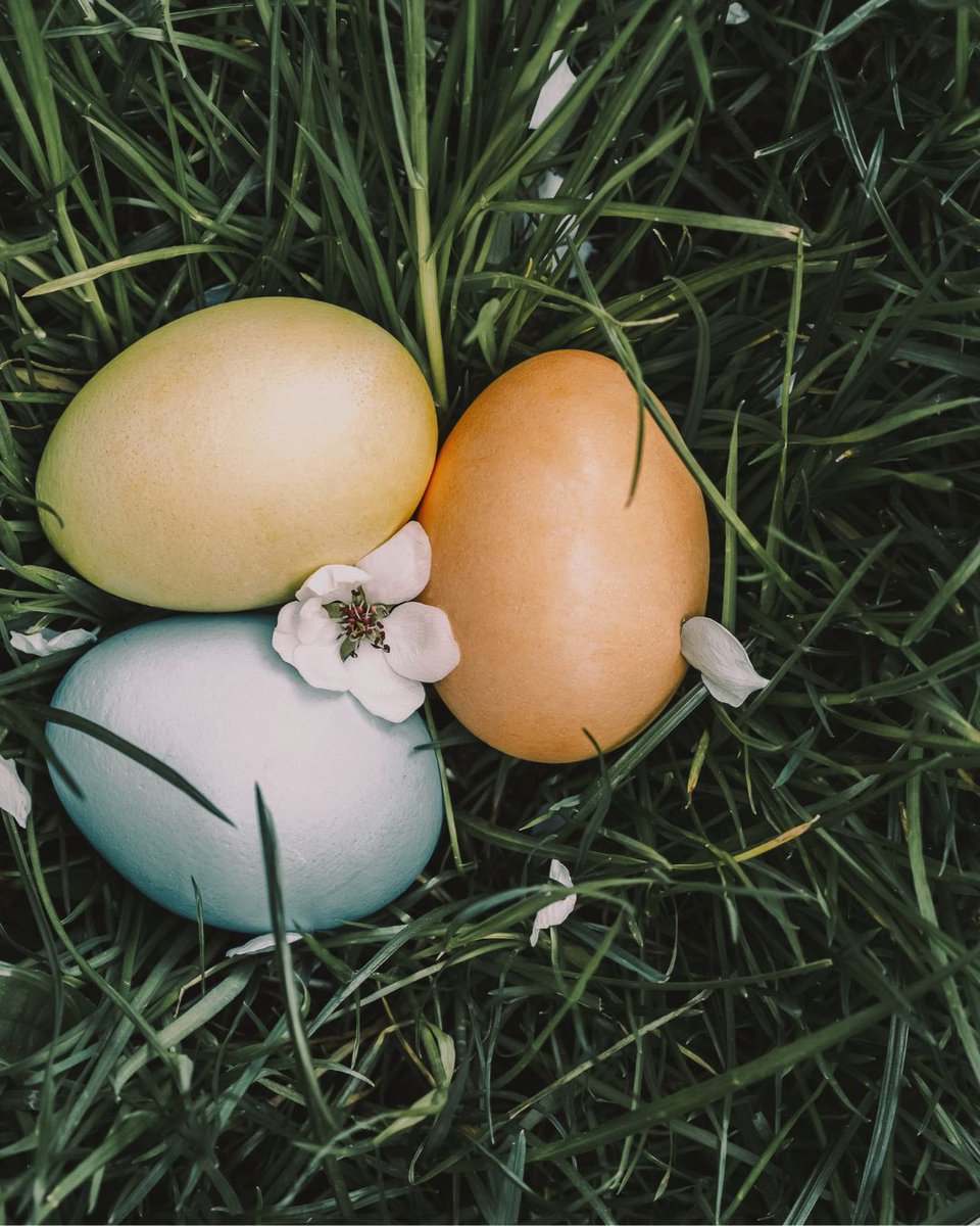 goldstonehall's tweet photo. Celebrate Easter Sunday at Goldstone 🌼🐣

Enjoy a delicious Easter lunch, with a fun egg hunt in the gardens for little ones - the perfect family day out.

Tel: 01630 661 202 https://t.co/06OIQSu5RR