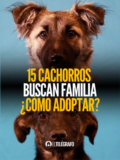 El Telégrafo Ecuador tweet media