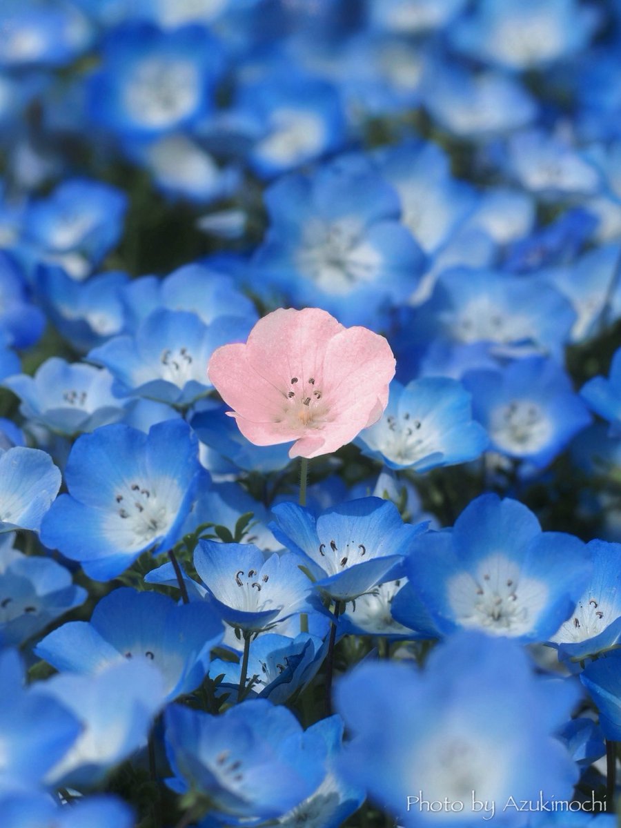 小豆餅乃𝕗𝕝𝕠𝕨𝕖𝕣 𝕣𝕠𝕠𝕞 𖧷𓂃◌ tweet media