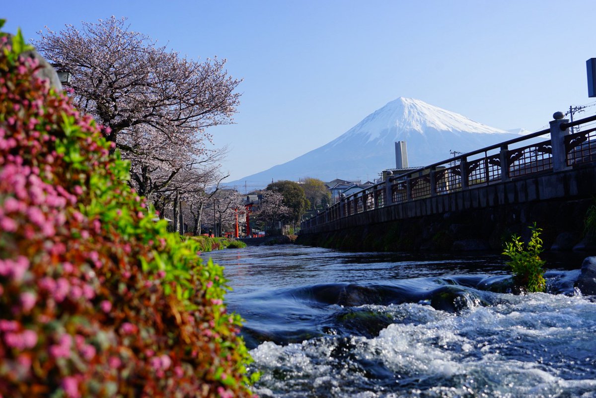 しおだれ@富士山麓 tweet media