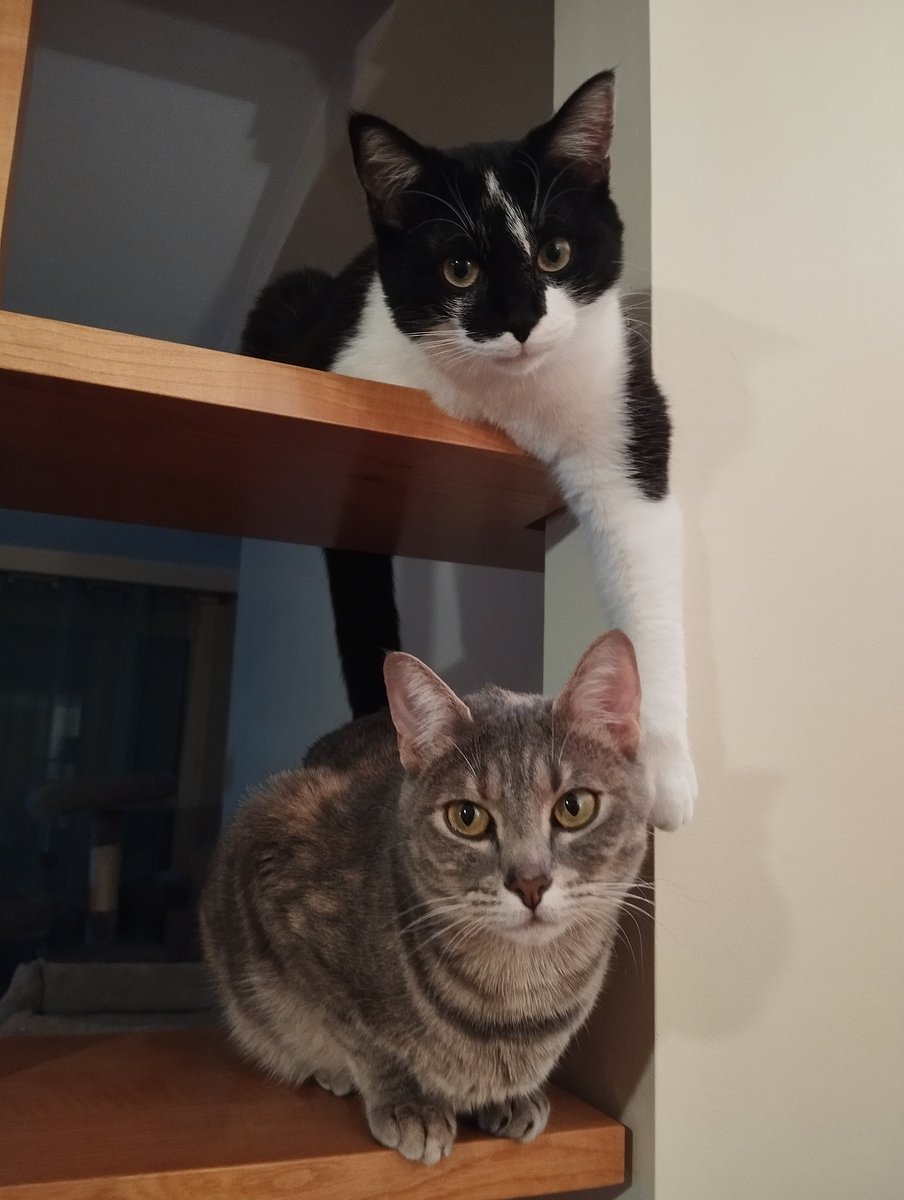 Compote 🐾 tweet media