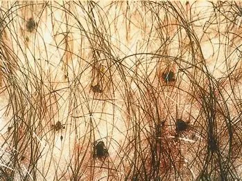 Biologia Braba tweet media