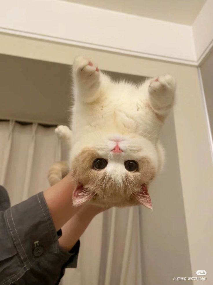 Cats all the way tweet media