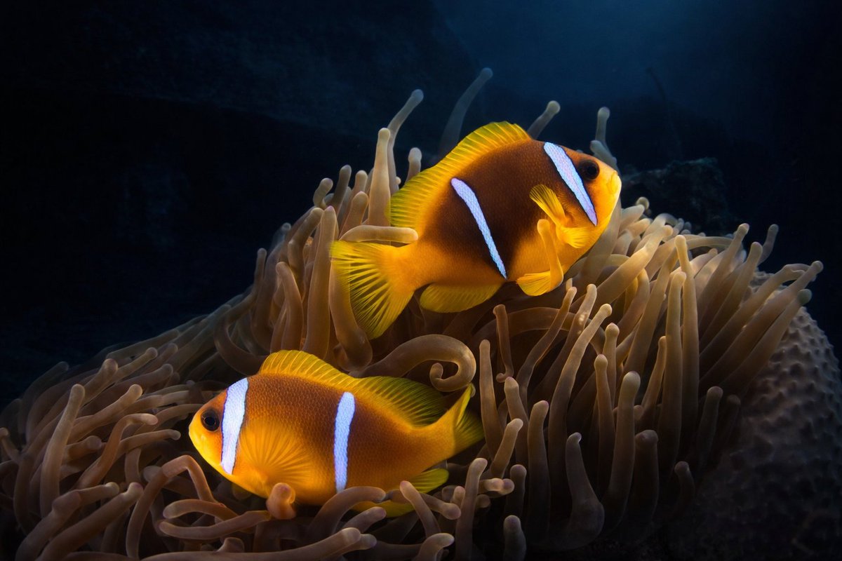 Water Peeg tweet media