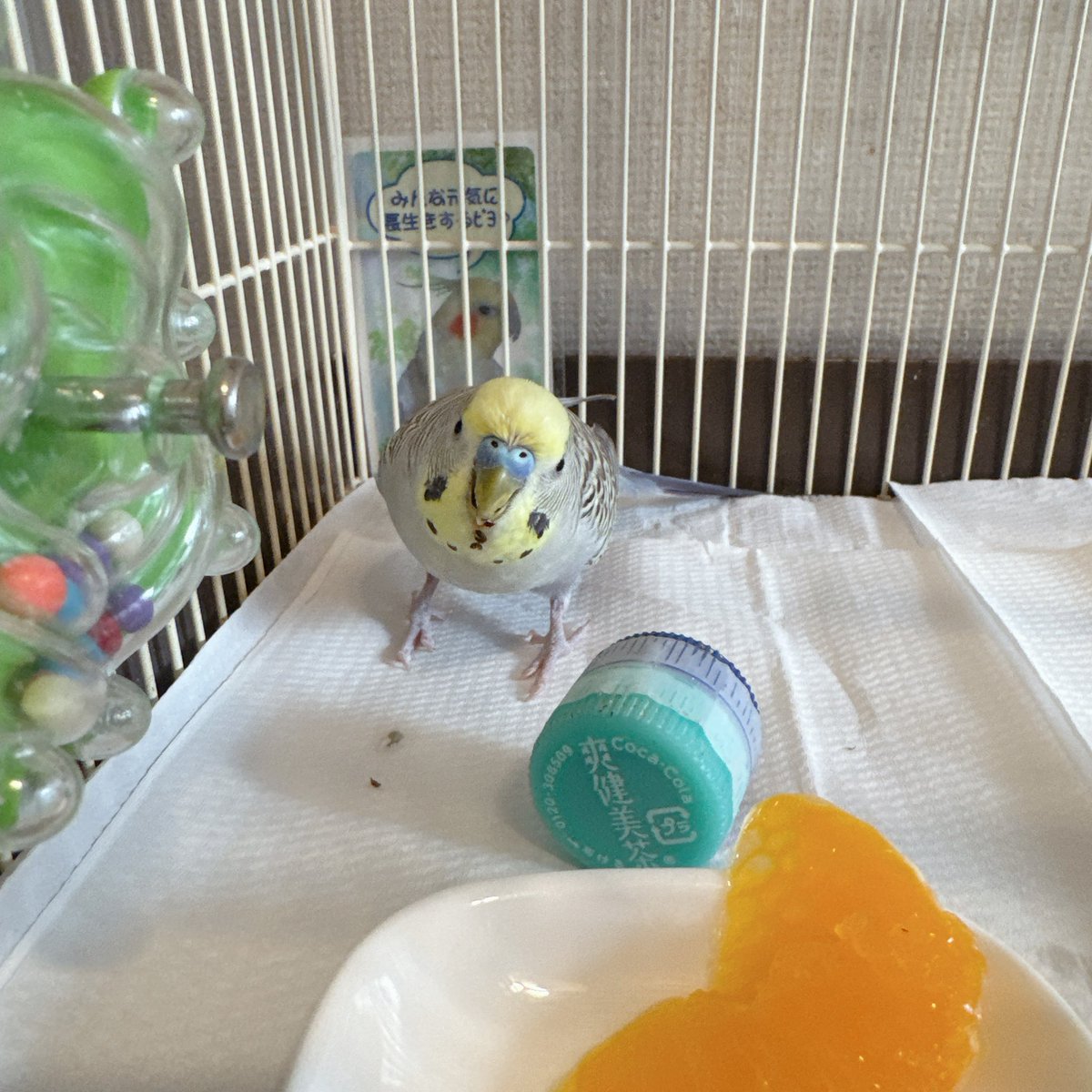 ぴちろー。🍵🧢🔥🐬🐢🐧🦁🐉📦 tweet media