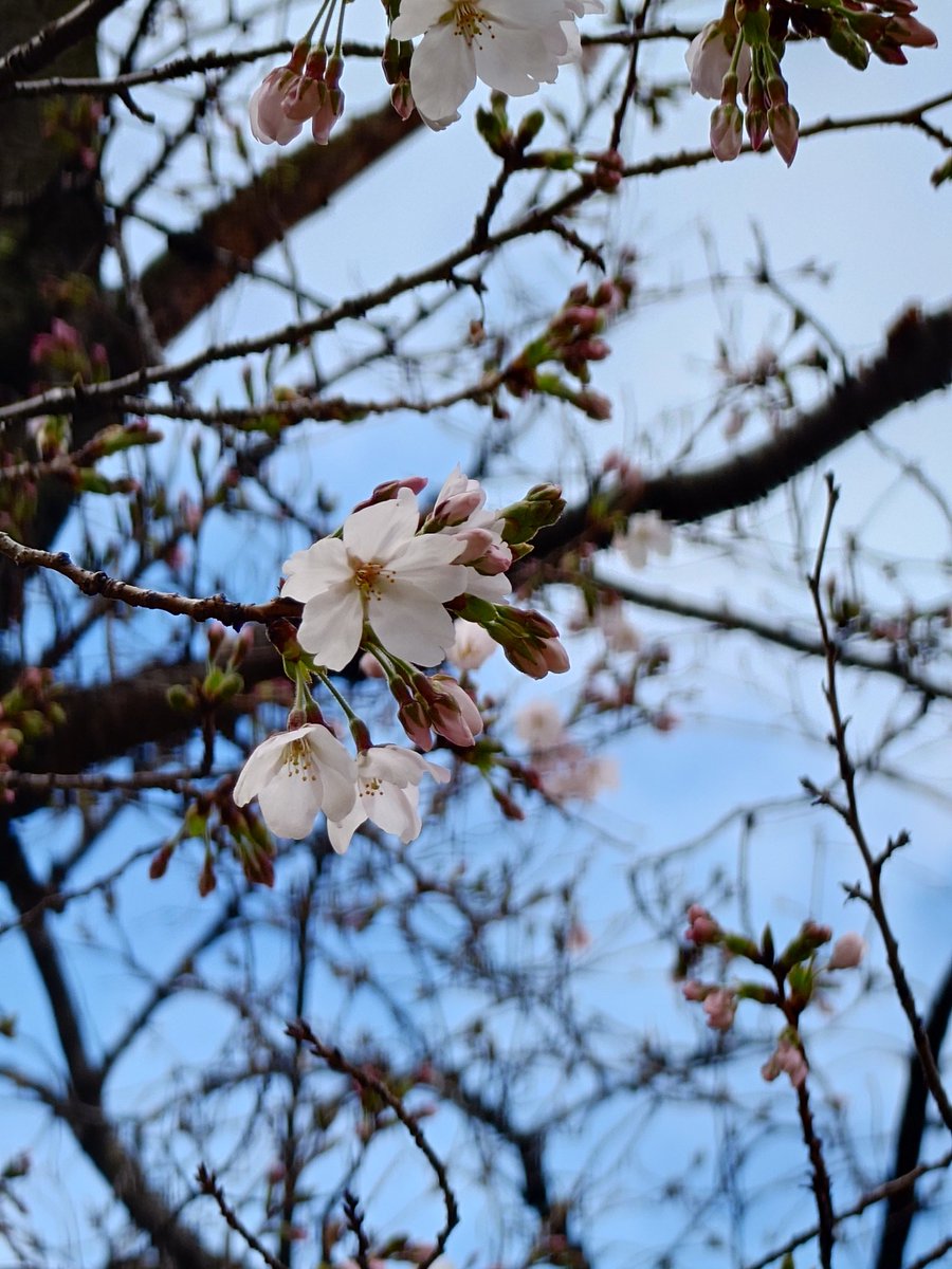 トキちゃん tweet media