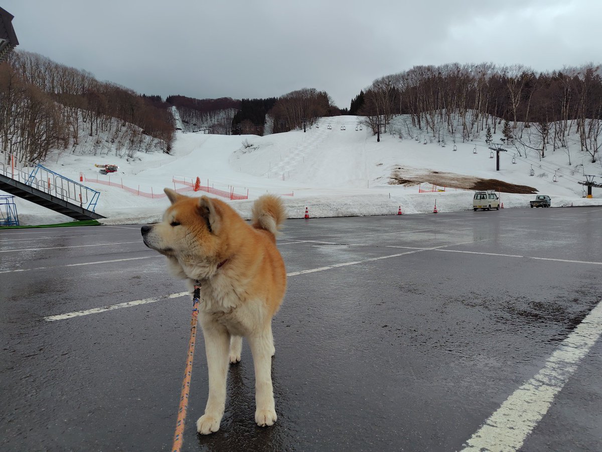 おはようございます。今朝の森吉山は天候曇り気温4℃風速5m視界70mです!雨は降っていませんが視界が悪いです!これから晴れる予報です! #森吉山 #北秋田 #秋田犬