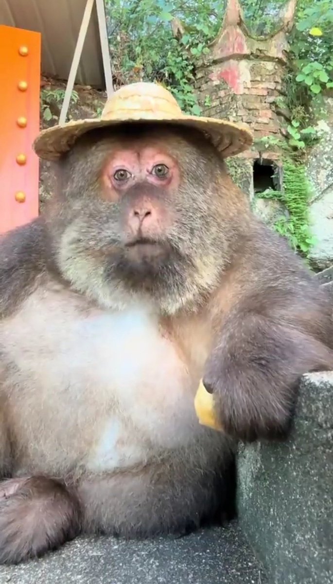 ✿｡.:*𝕽𝖔𝖘 𝕬𝖙𝖎𝖆𝖒*.:｡✿ tweet media