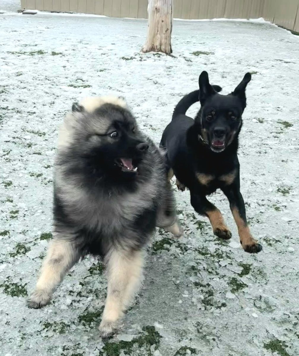 CanadianBlackBear🇨🇦 (CanadianPenny🌈) tweet media