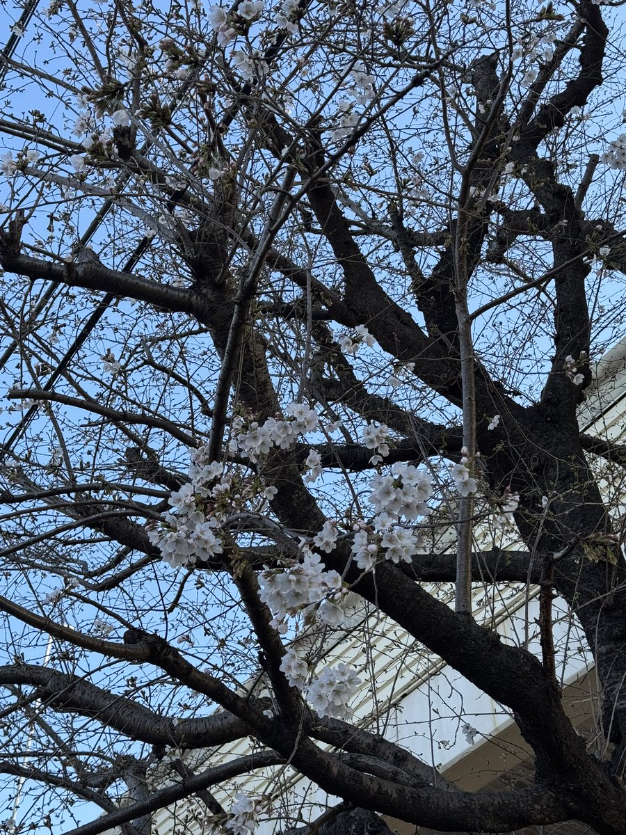 KEN0901_MH's tweet photo. 近所のソメイヨシノが開花し始めました☺️

多分来週あたりが凄く良い感じになりそうな予感... https://t.co/IznAUVgTP6