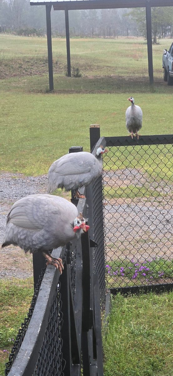 🏈⚾️ Pigskin Petey 🏀🏁 tweet media