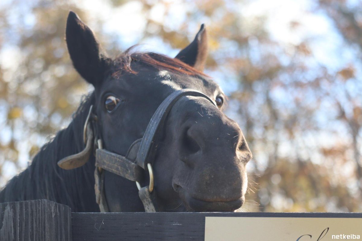 𝑹𝒊𝒏𝒊 • リニ 🐰🍪🐾 tweet media