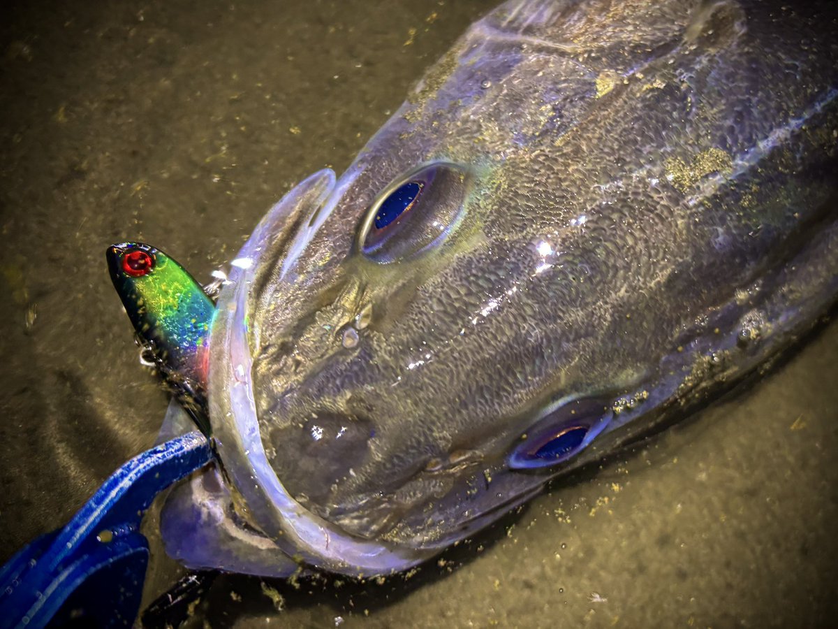 金森翼 tweet media