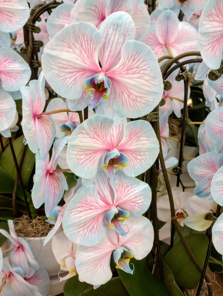 ॱ़۫ ॐ្❤︎᭬ 💧💒 ͏ tweet media